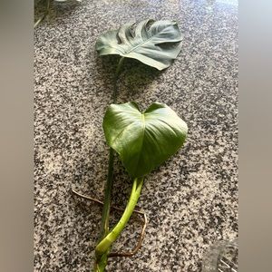 Monstera two leaves cuttings well rooted